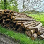 Fichtenstämme pro LKW-Ladung – 60 m³